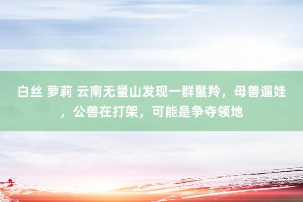 白丝 萝莉 云南无量山发现一群鬣羚，母兽遛娃，公兽在打架，可能是争夺领地